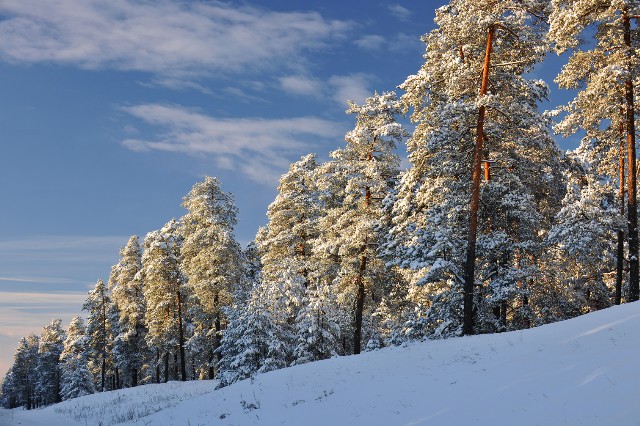 Frosty morning